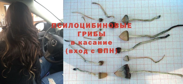 прущие грибы Новодвинск